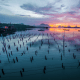 Oyster farms vary in size depending on location and oyster species.