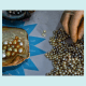 Once harvested and polished, pearls are sorted and graded.