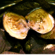 Monster oysters are large mollusks used to produce 20–30 pearls at once.