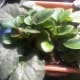 These are my babies from the planting of leaves used from pictures above. You can see how many babies are there. I put about 7 leaves in the pot.
