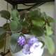 Self watering pot used.