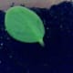 African Violet Leaf put about 1/2 of the stem into soil.