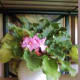 Self watering pot used.