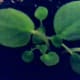 Baby African Violets coming up from mamma leaf.
