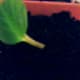 African Violet leaf with about 1 inch of stem left on for putting into soil.