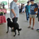 Farmer’s Market at Imperial Sugar Land…well behaved dogs on leashes welcomed there.