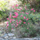 Wildflowers on the footpath from Montorosso to Vernazza