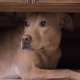 Figure 14. Dog with a fearful expression.