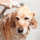 Figure 10. The senior dog is aking a bath.
