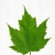 Red Maple Leaf