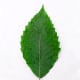 American Beech Leaf