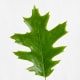 Black Oak Leaf