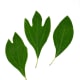 Sassafras Leaves