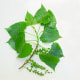 (Poplar) Eastern Cottonwood Leaves and Seed Fruit