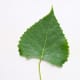 (Poplar) Eastern Cottonwood Leaf