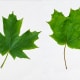 Sugar Maple Leaves