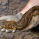 Ohioan hellbender (Cryptobranchus alleganiensis)
