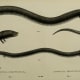 Two- and three-toed congo eel (Amphiuma didactylum and tridactylum)