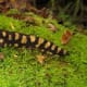 A Floridian tiger salamander (Ambystoma tigrinum)