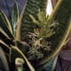 A snake plant in flower