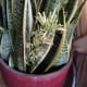 Flowering snake plant images with details