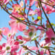Flowering Dogwood Tree Flowering Branches