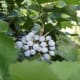 Oregon Grape