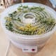 Lay out all of your fresh parsley on the drying racks, put the cover on, and turn it on to run all night long.