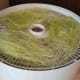 Lay out your silk on the dehydrator trays.
