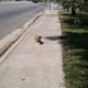 Lost Dog