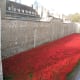 Poppies at The Tower