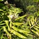 Hedychium flavescens (Yellow ginger)