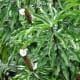 Costus speciosus (Crape ginger, crepe ginger, malay ginger, spiral flag)