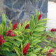 Alpinia purpurata (Red ginger, pink ginger)