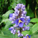 Also known as Blue Ginger. Neotropical in origin but usually met in gardens, in this case KEW Gardens, London.