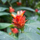 A flowering Costus curvibracteatus at the Conservatory of Flowers