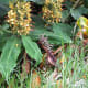 Hedychium gardnerianum (Kahili ginger)