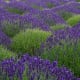 Washingon Lavender Farm in Sequim, Washington