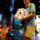 Towel Animal Parade by Room Stewards