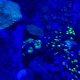 Luminous Coral