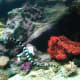 Banded Sea Snake