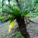 Tree Fern