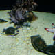 Star Fish