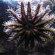 Crown of Thorns Starfish