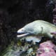 Moray Eel