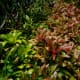 Bromeliads everywhere