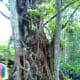 Strangler Fig or Banyan Tree