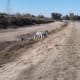 Some dwellers pursue the option of a dry riverbed