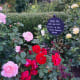 Roses at the Pittock Mansion in Portland