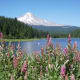Mount Hood towering behind Trillium Lake